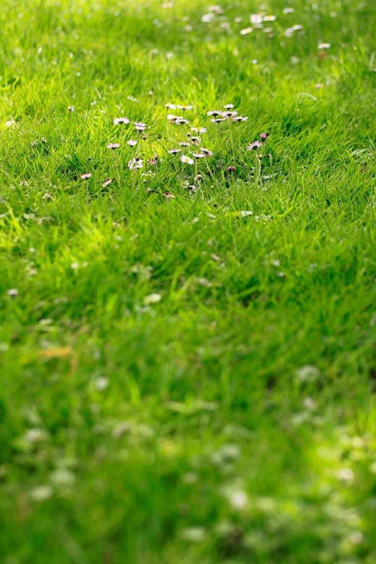 Lush lawn with red and white daisies