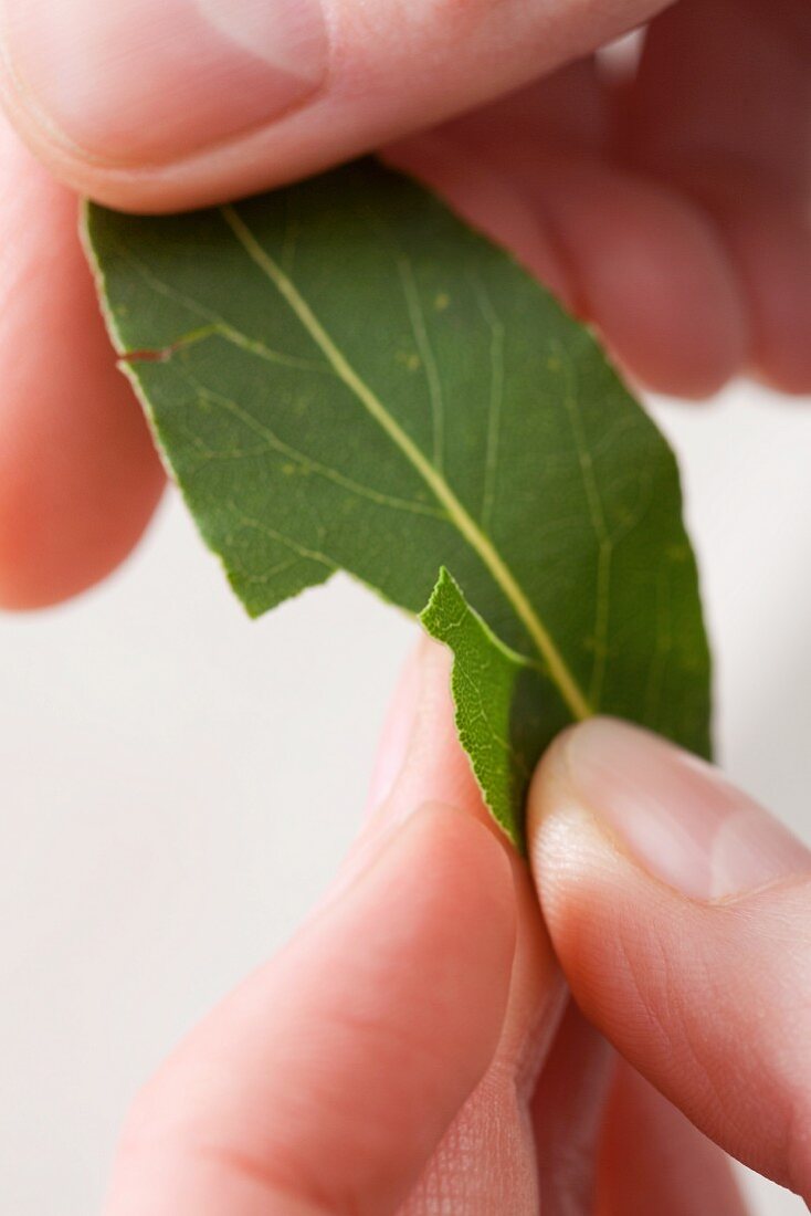 The edges of a bay leaf being torn