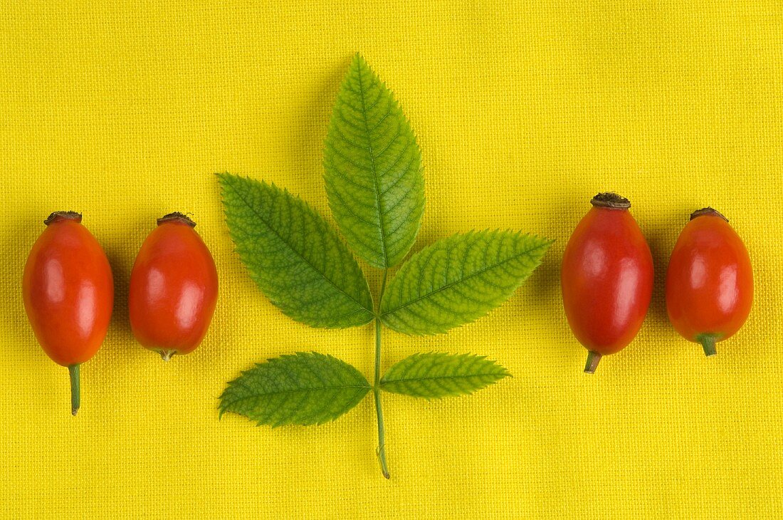 Rose hips and rose hip leaves