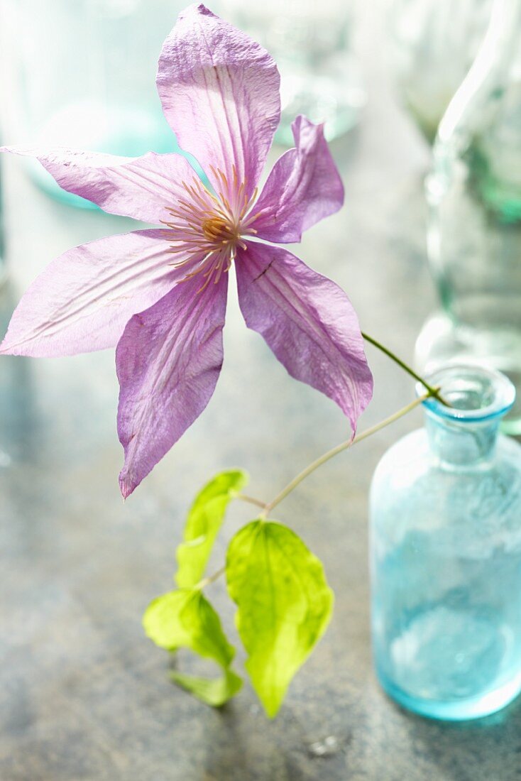 Purple Flower in an Antique Blue Jar