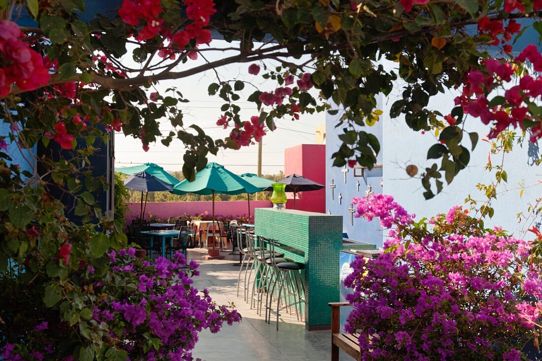 View of courtyard bar and breakfast area with parasols seen through bougainvillea
