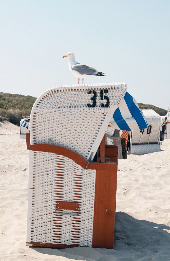 Möwe sitzt auf Strandkorb