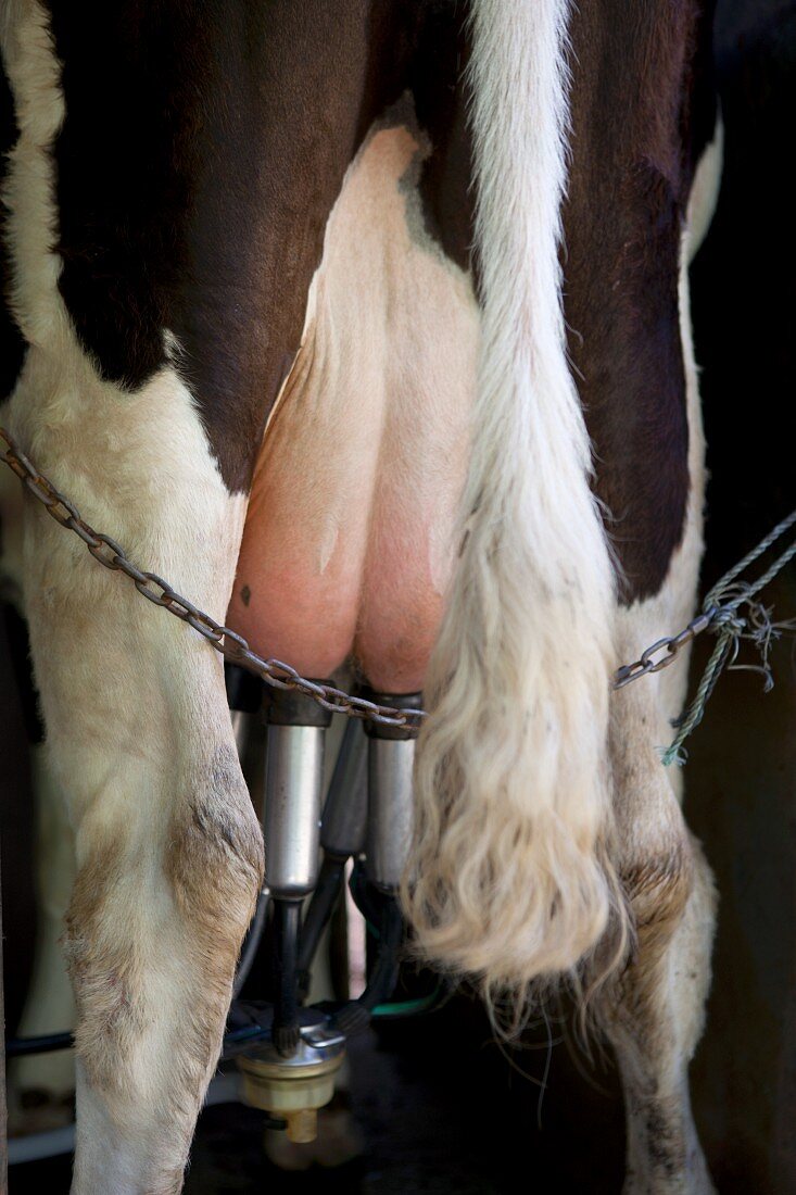 A cow attached to a milking machine (Sao Jorge, Azores)