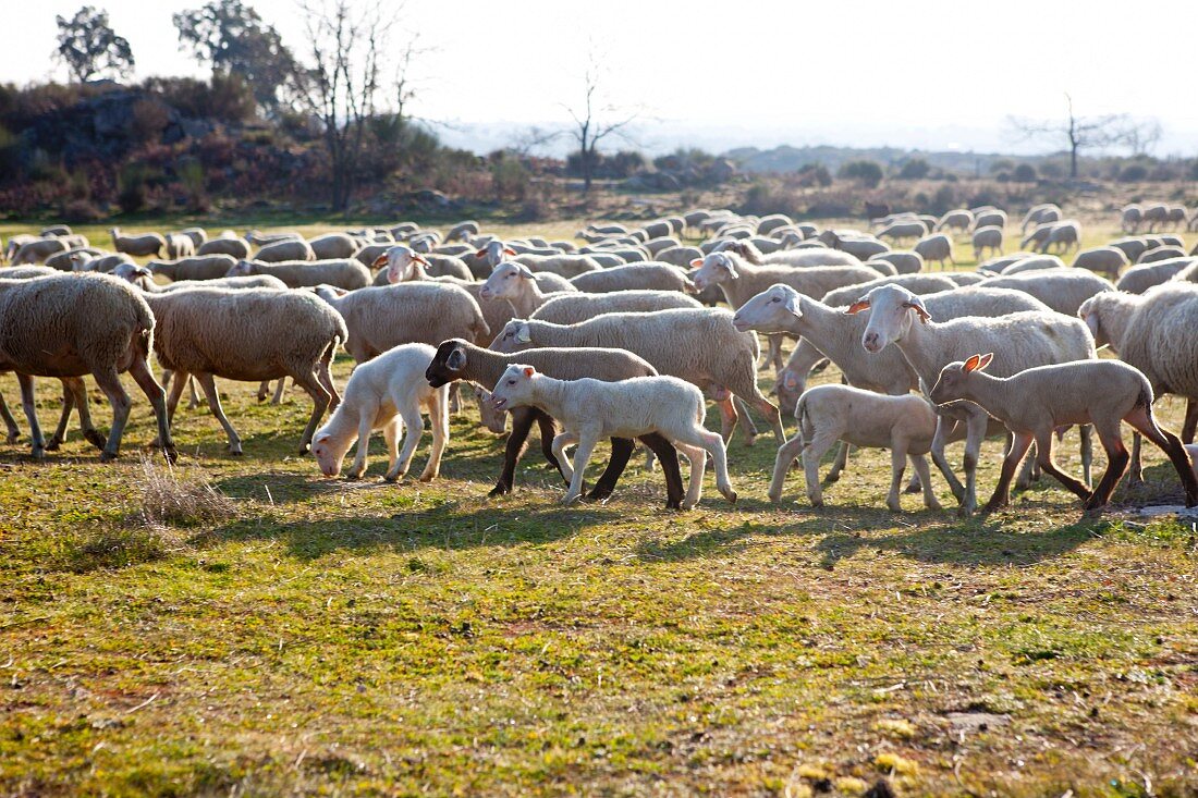 Sheep in a field (Portugal)