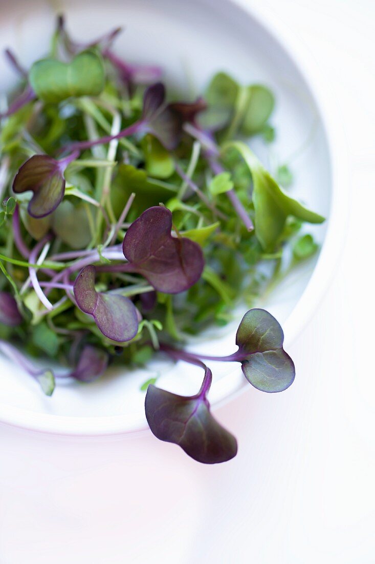 Microgreens in a White Bowl; White Background