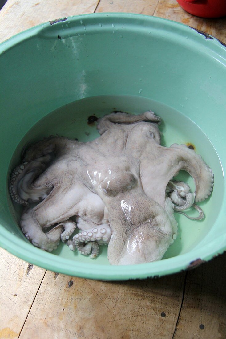An octopus in a bowl of water