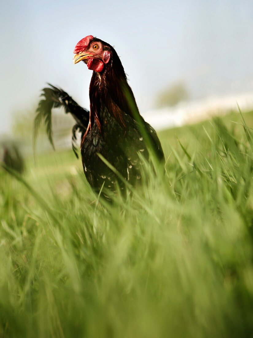 A Rooster in Tall Grass