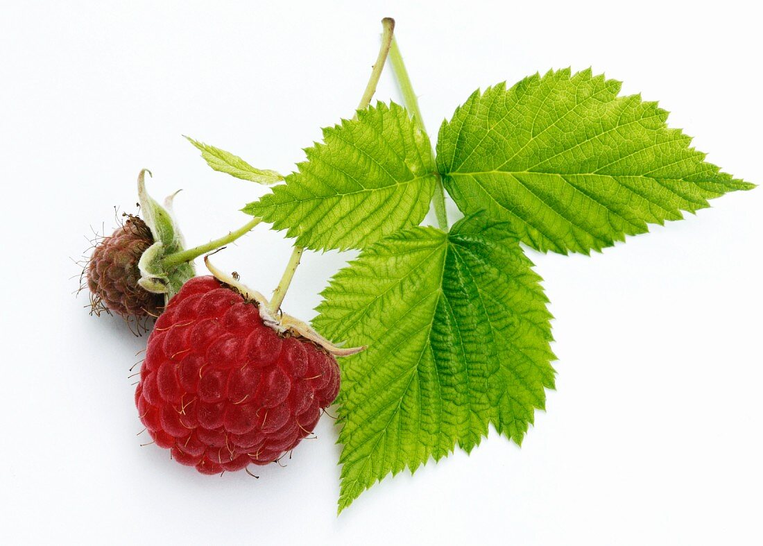 Ripe and unripe raspberries on a sprig with leaves