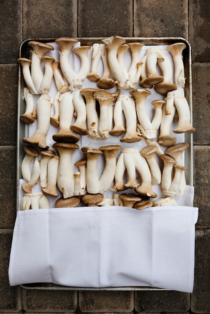 Fresh Horn Mushrooms on a White Napkin Lined Sheet Pan