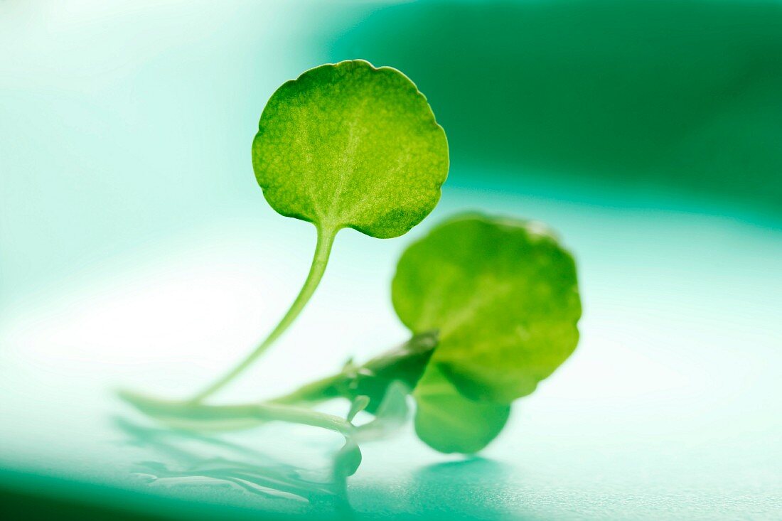 Wet Watercress on a Reflective Green Surface