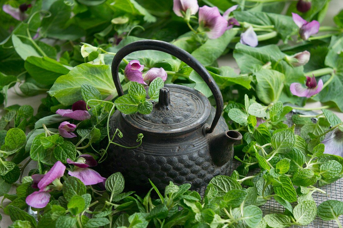 Pfefferminze mit Teekanne, im Hintergrund Wicken