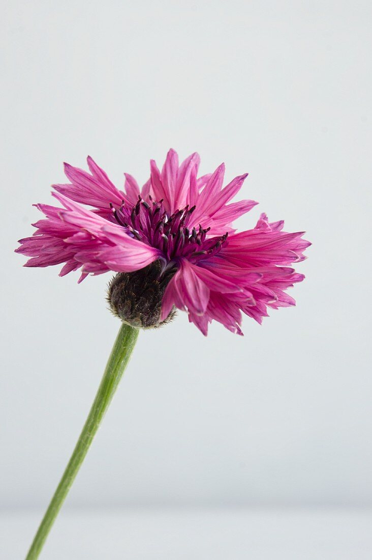 Cornflowers, close-up