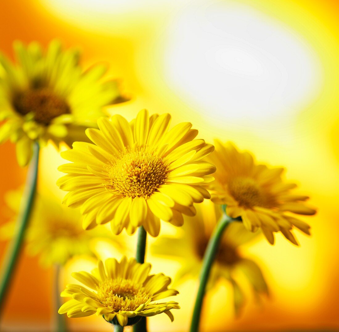 Gelbe Gerbera