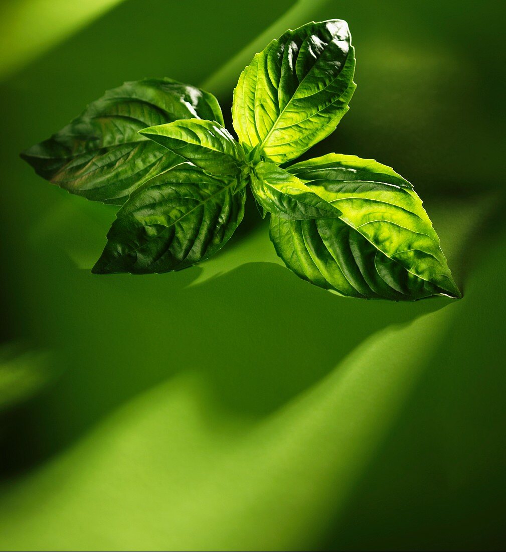 Basil leaves on a green surface