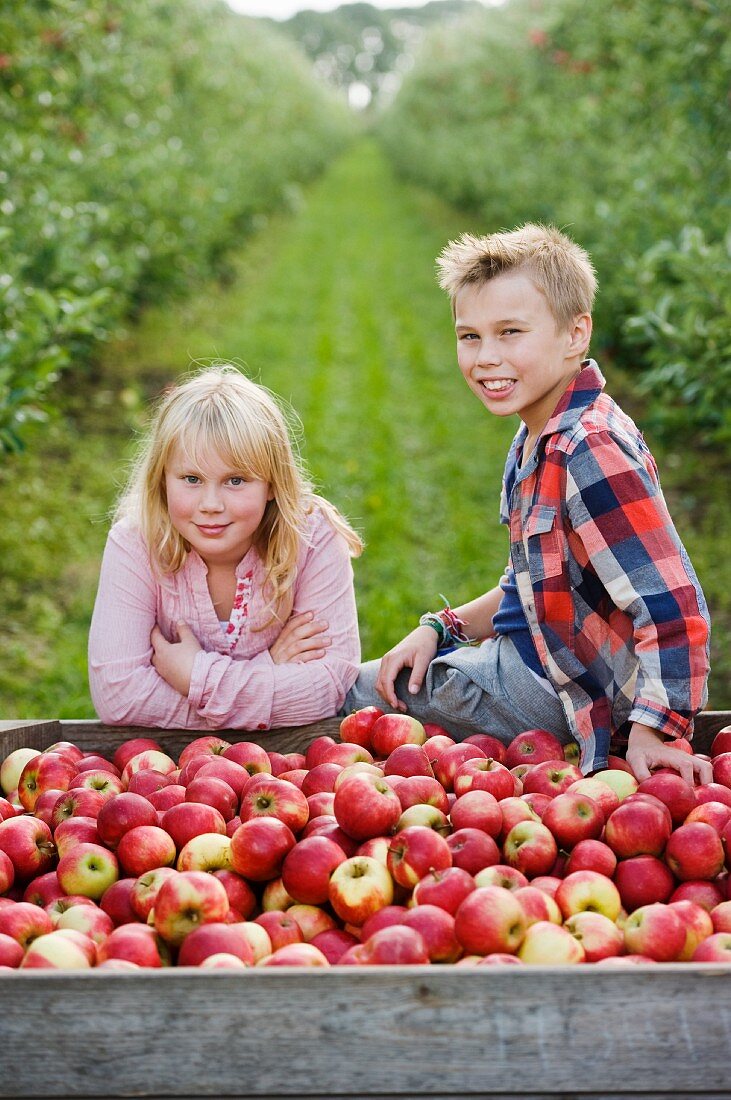 Children harvesting apples