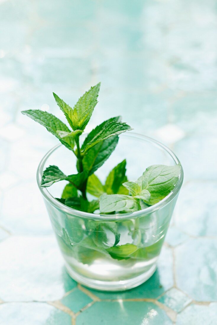 Mint leaves in a glass of water
