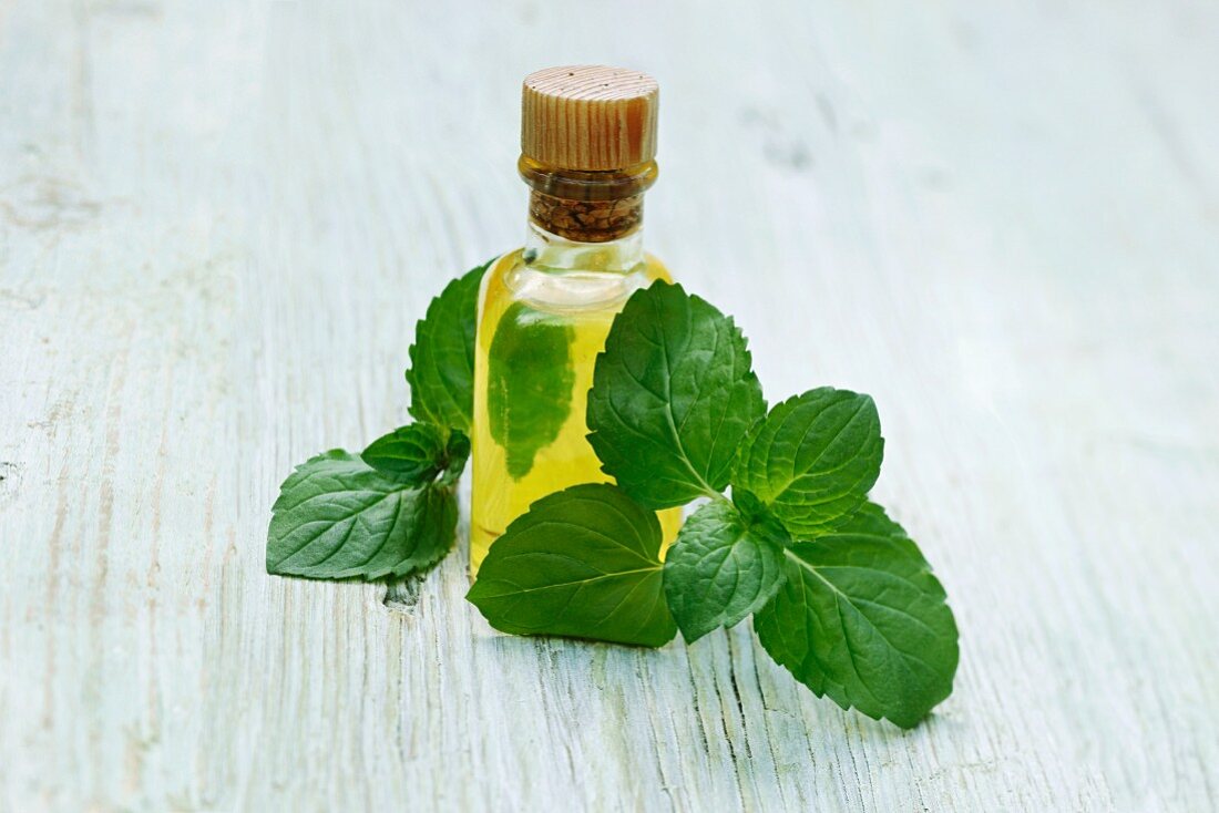 A bottle of mint oil and fresh mint
