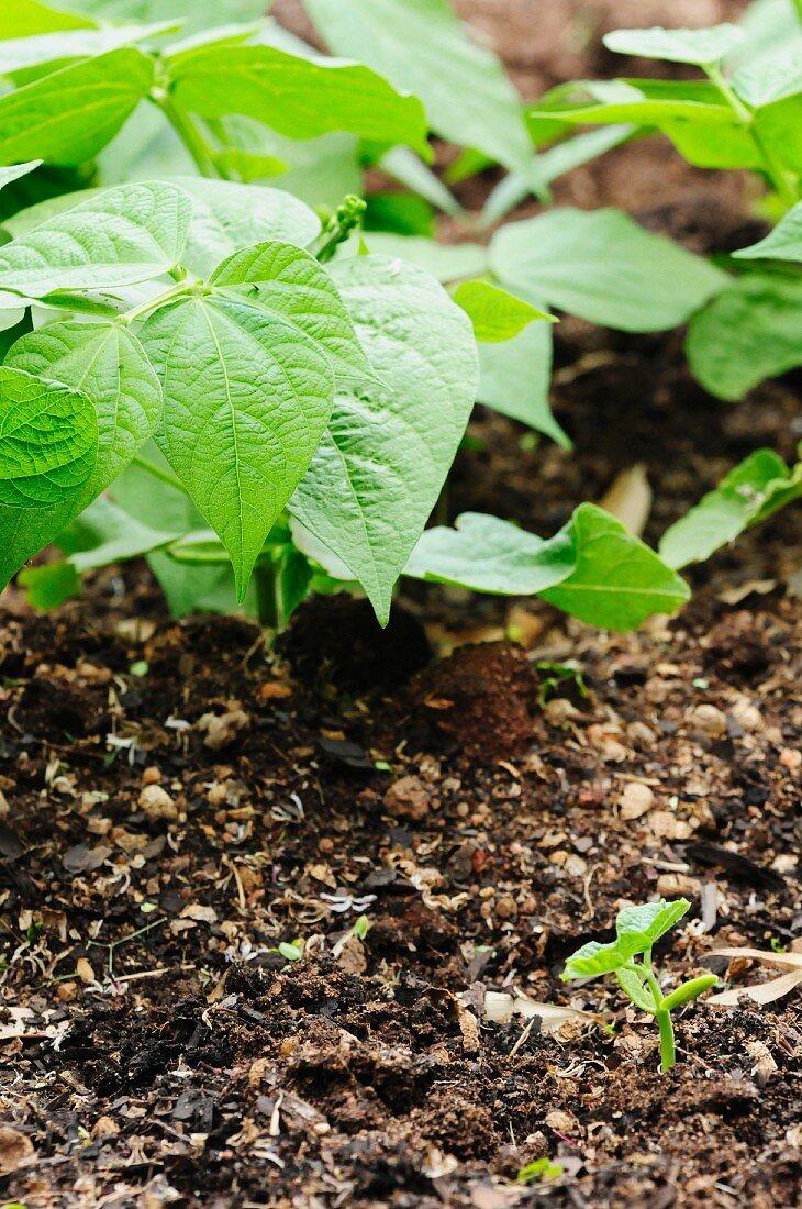 Plants in garden