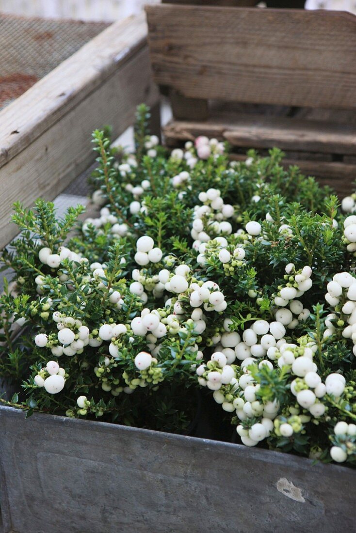 Pflanze mit prallen, weissen Beeren in Zinktopf