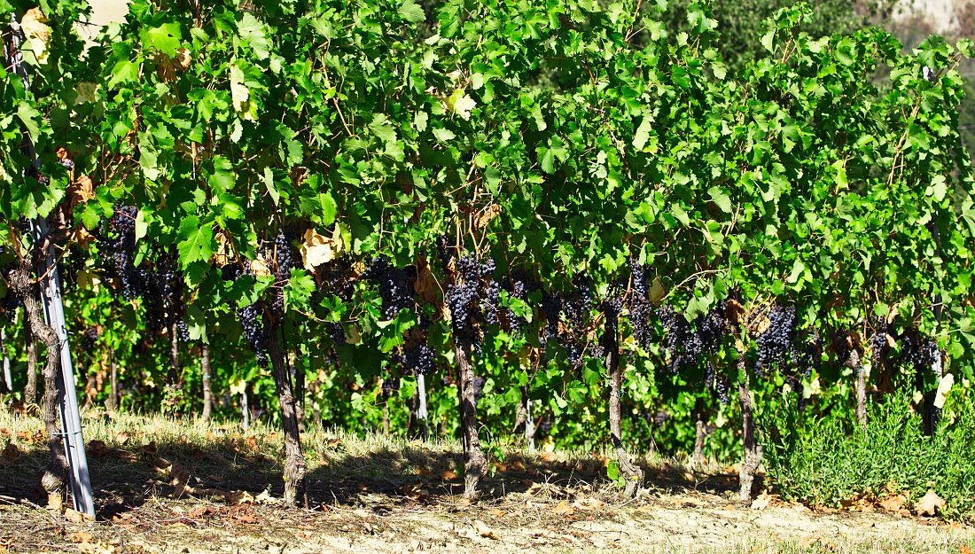 Purple grapes on a vine in the sun