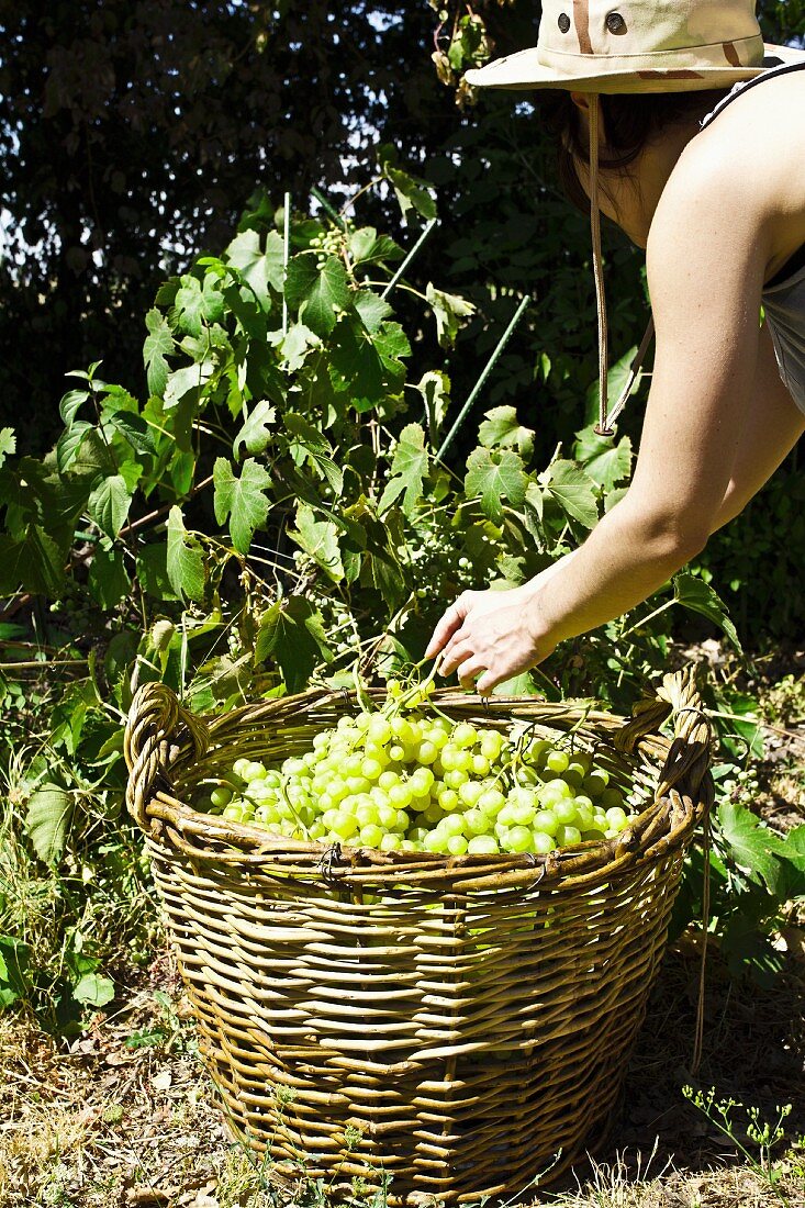 A woman with a large wicker basket harvesting grapes