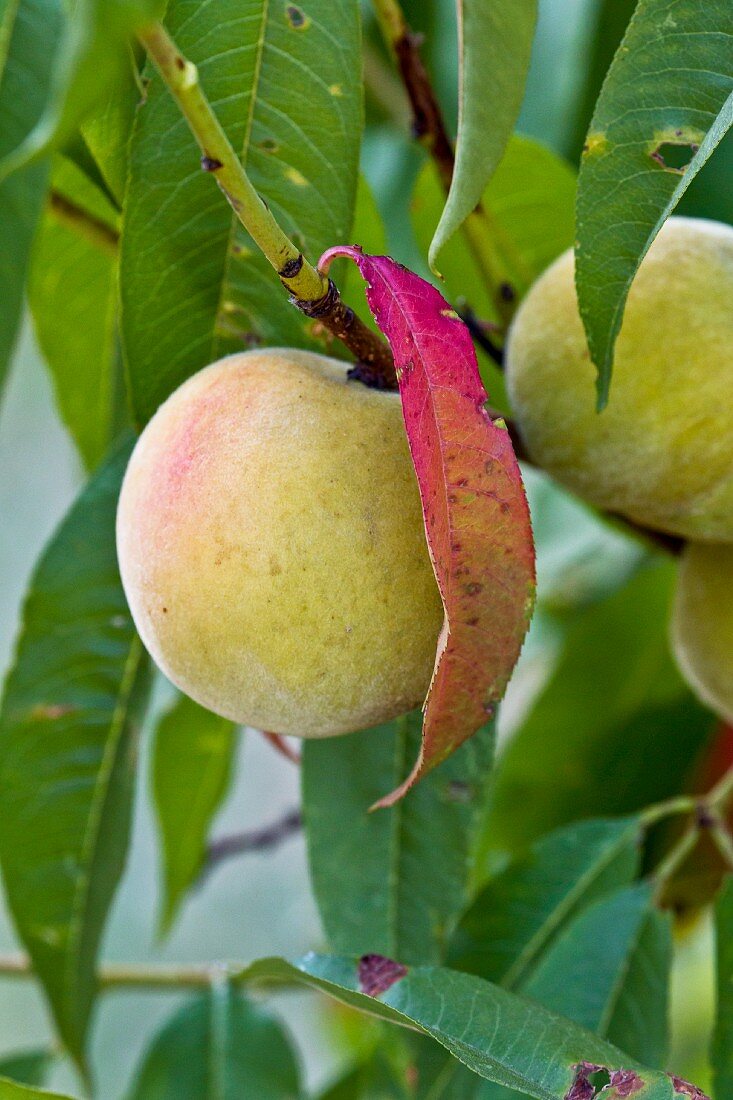 Peaches on the branch