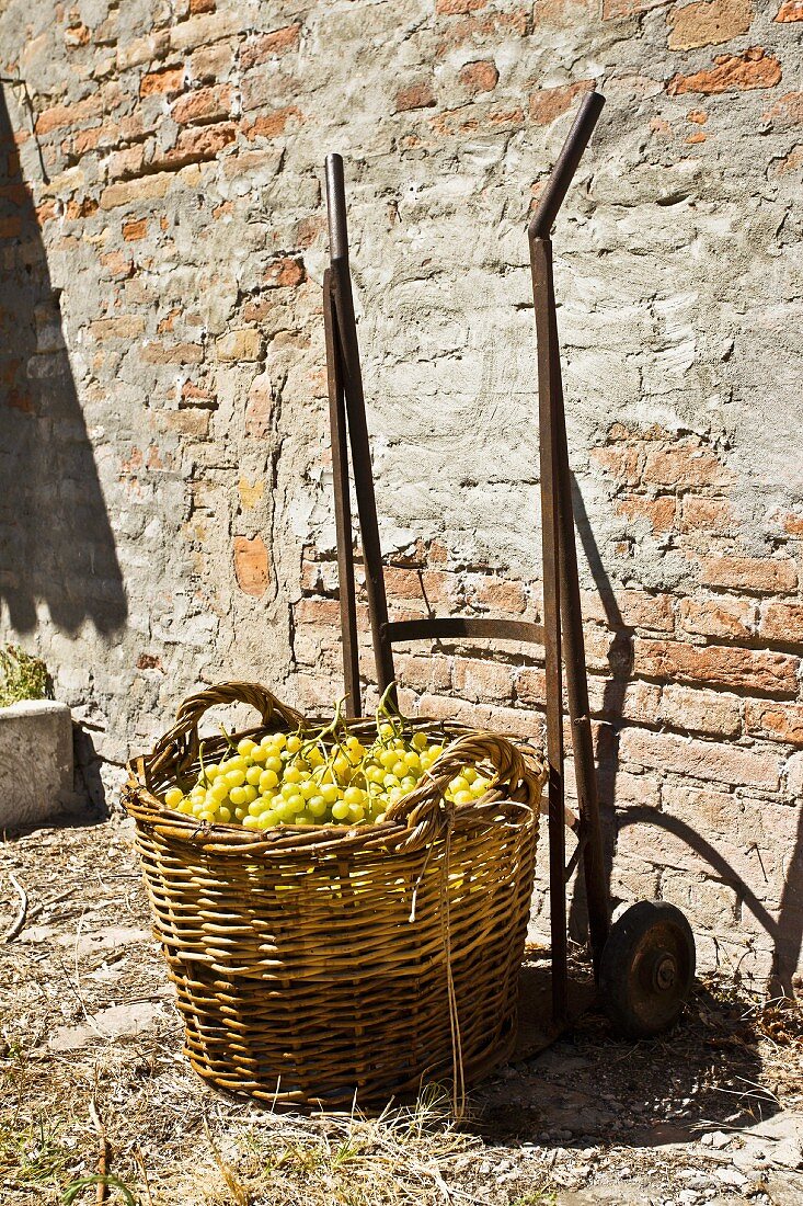 A basket of Pignoletto grapes in a countryside setting