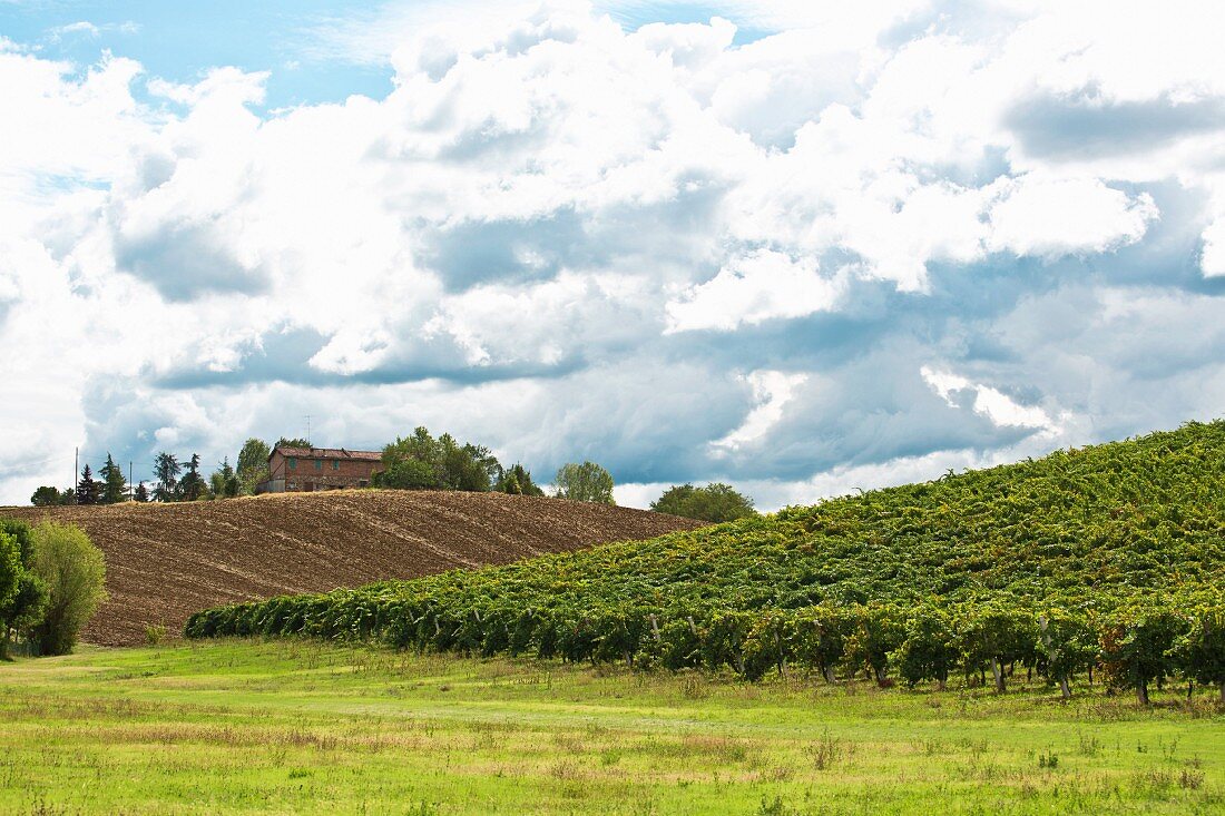 Weinberg in der Emilia Romagna