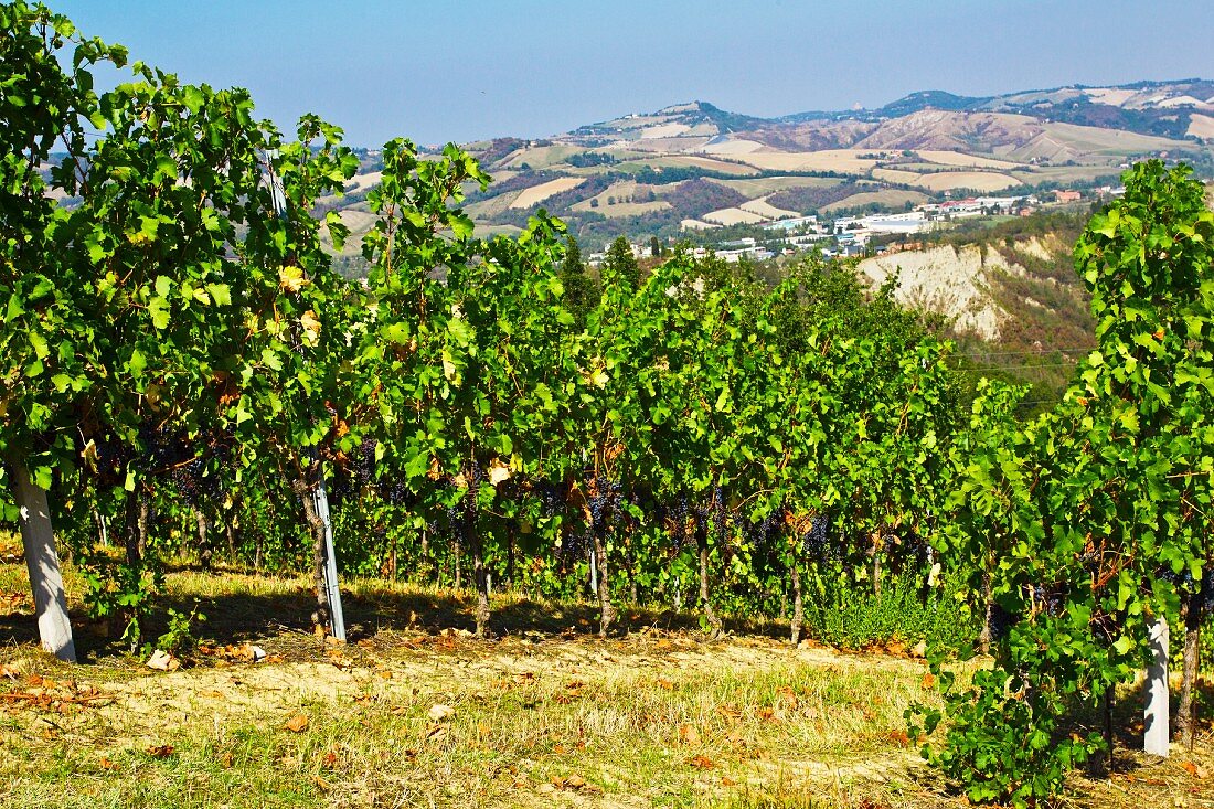 A view from a vineyard in the countryside near Bologna