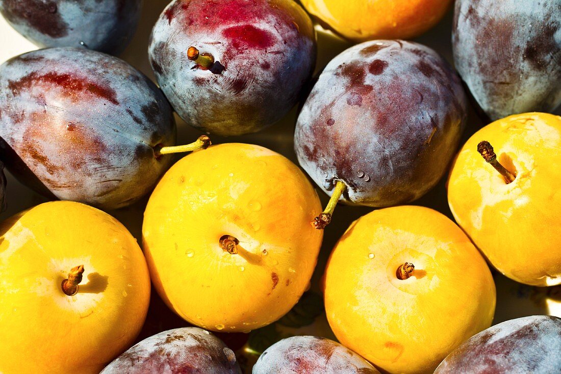 Yellow and purple plums
