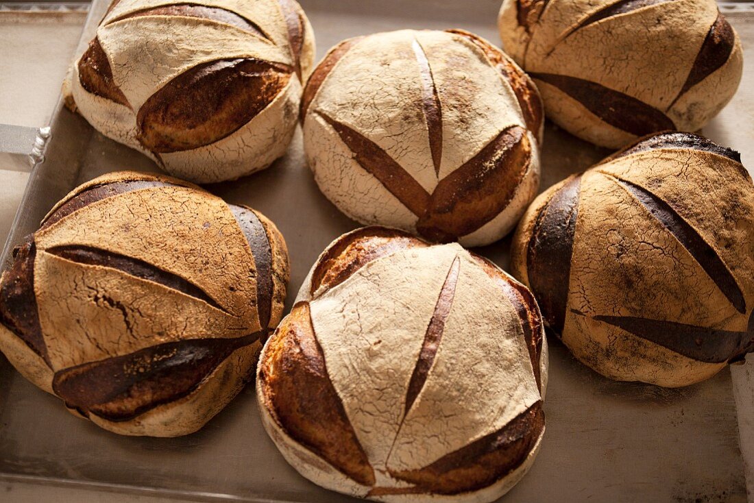 Six loaves of country bread