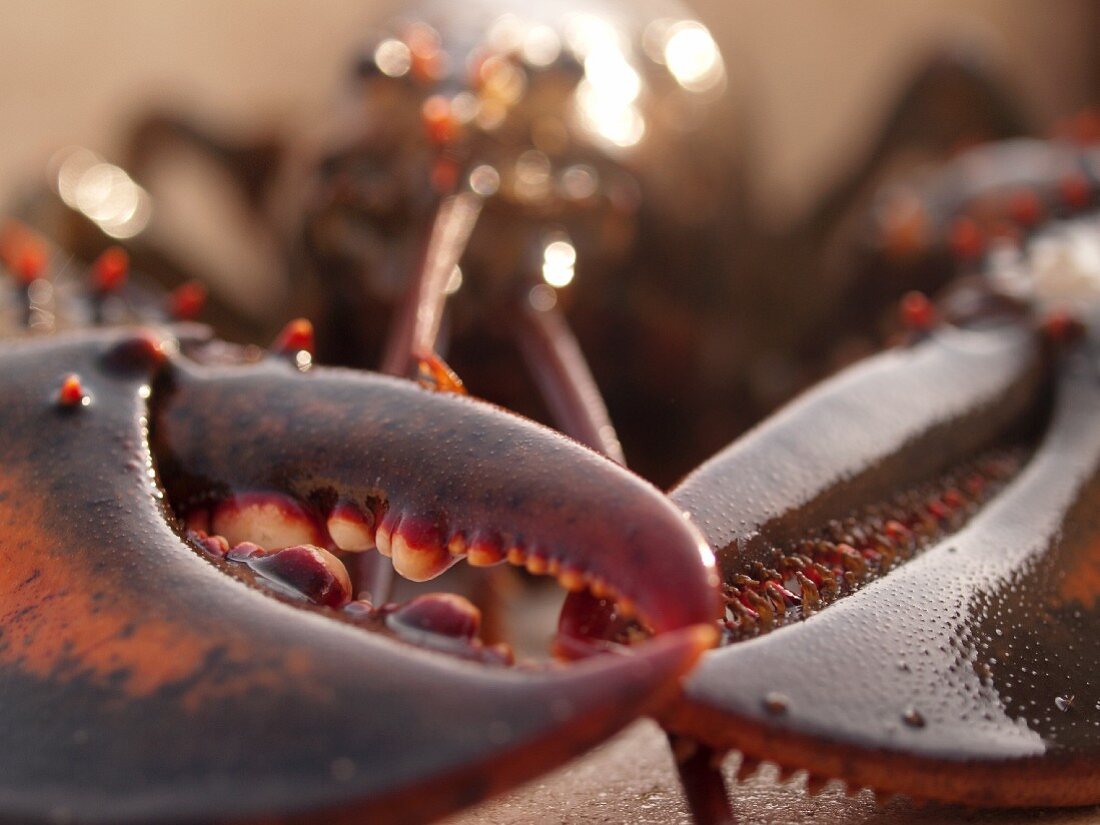 Fresh Lobster Claws; Close Up