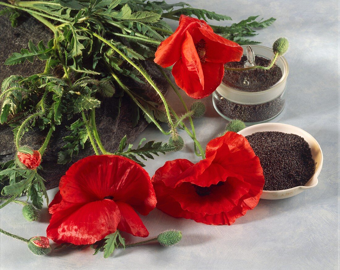 Poppies and poppy seeds