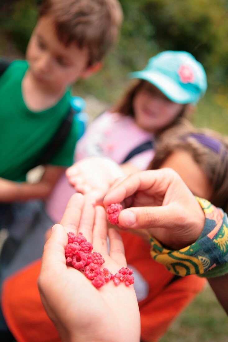 A group of children in a forest with freshly picked raspberries