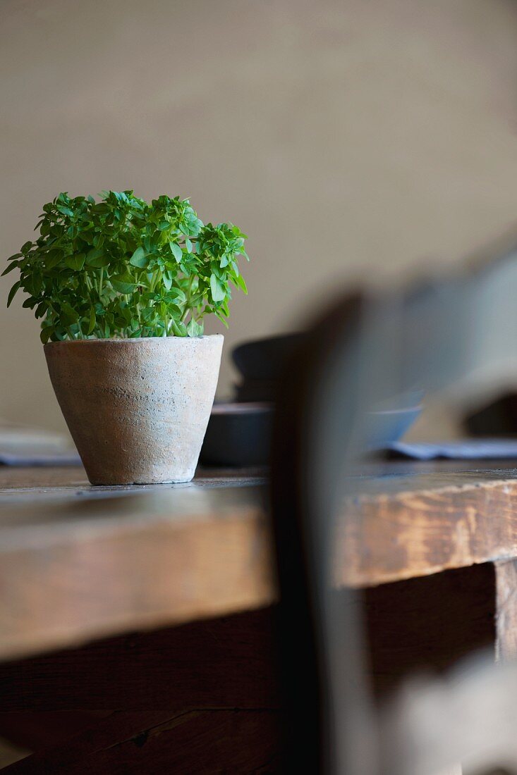 Small pot of herbs on dining table
