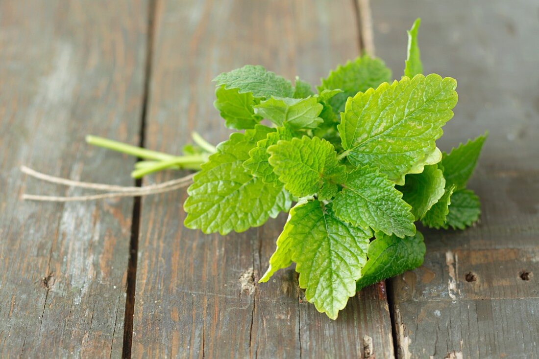 Fresh lemon balm