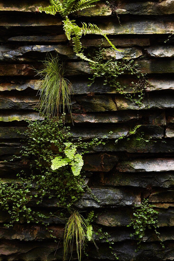 Natursteinwand mit Moos, Farn und anderen Pflanzen