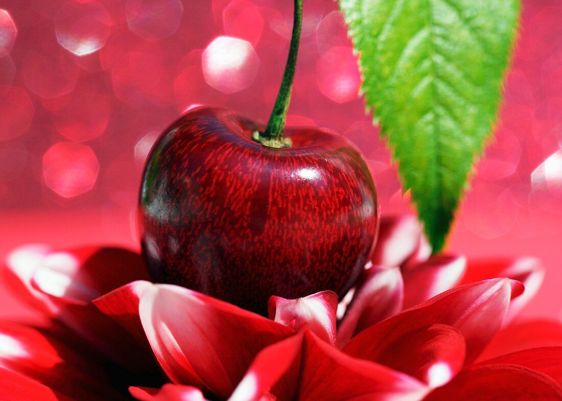 A cherry on a red flower (close-up)