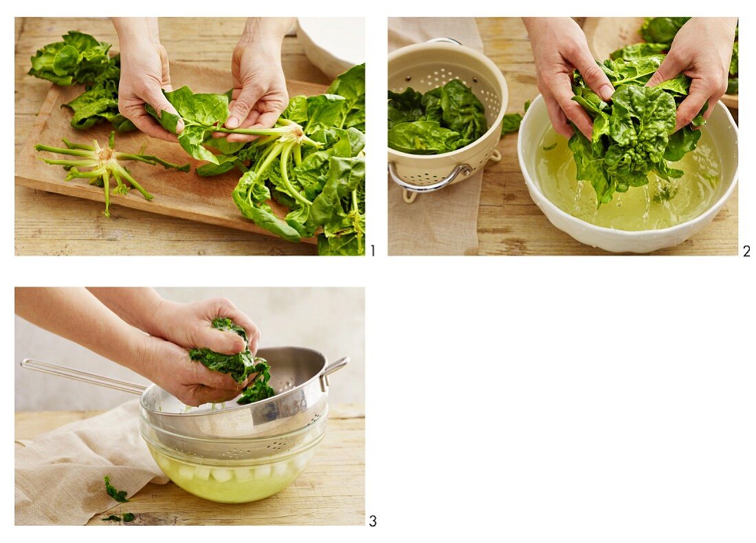 Spinach being prepared: sorting, washing and blanching