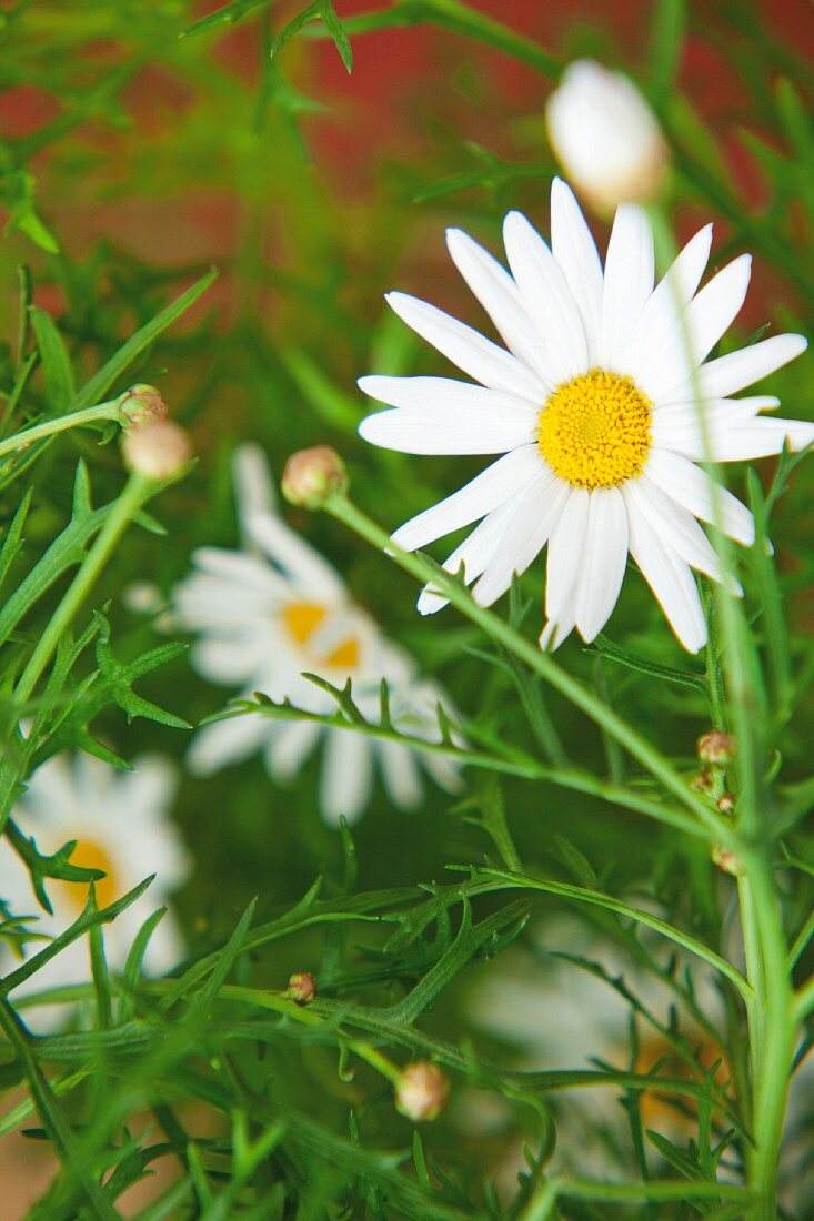 Close-up of ox-eye daisy