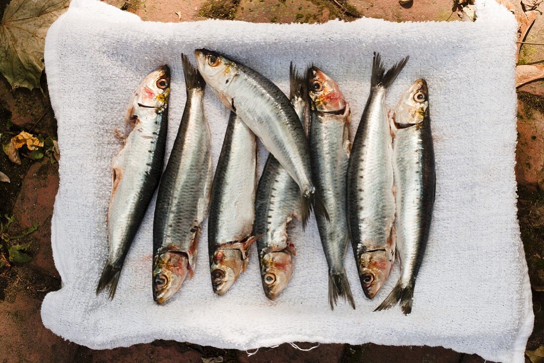 Fresh Sardines on a White Towel; From Above