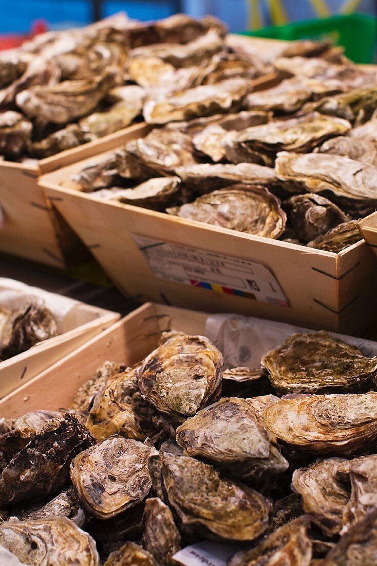 Fresh oysters at a market