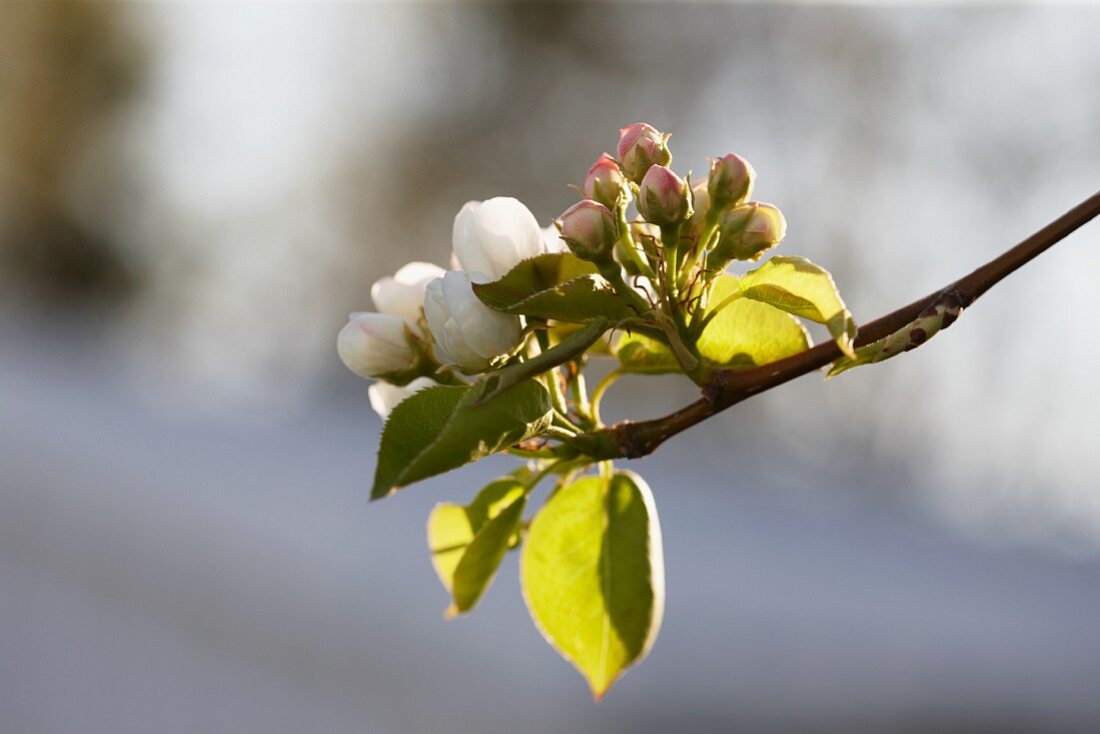 Birnenblüten und Knospen auf dem Zweig (Close Up)