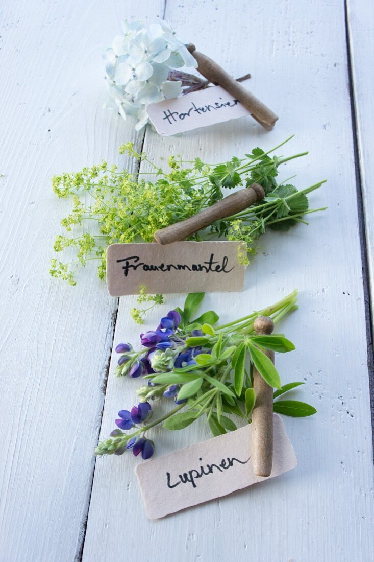 Lupins, lady's mantle and hydrangeas