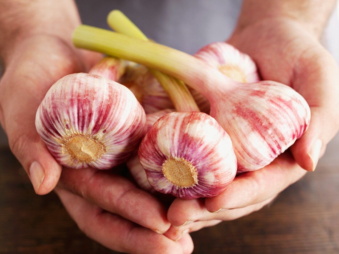 Hands holding fresh garlic bulbs