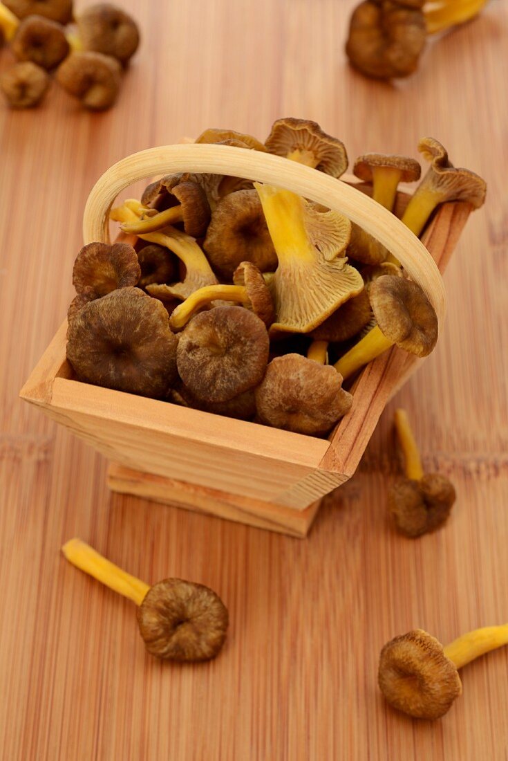 Fresh chanterelle mushrooms in a wooden basket