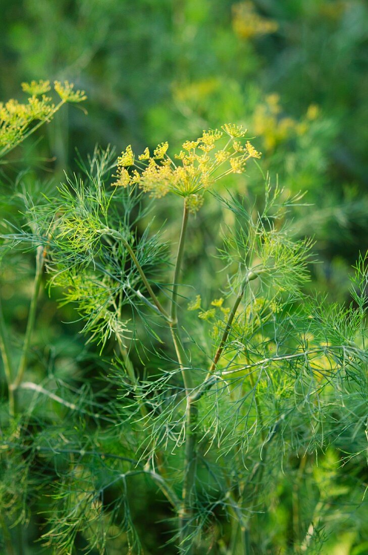 A dill plant