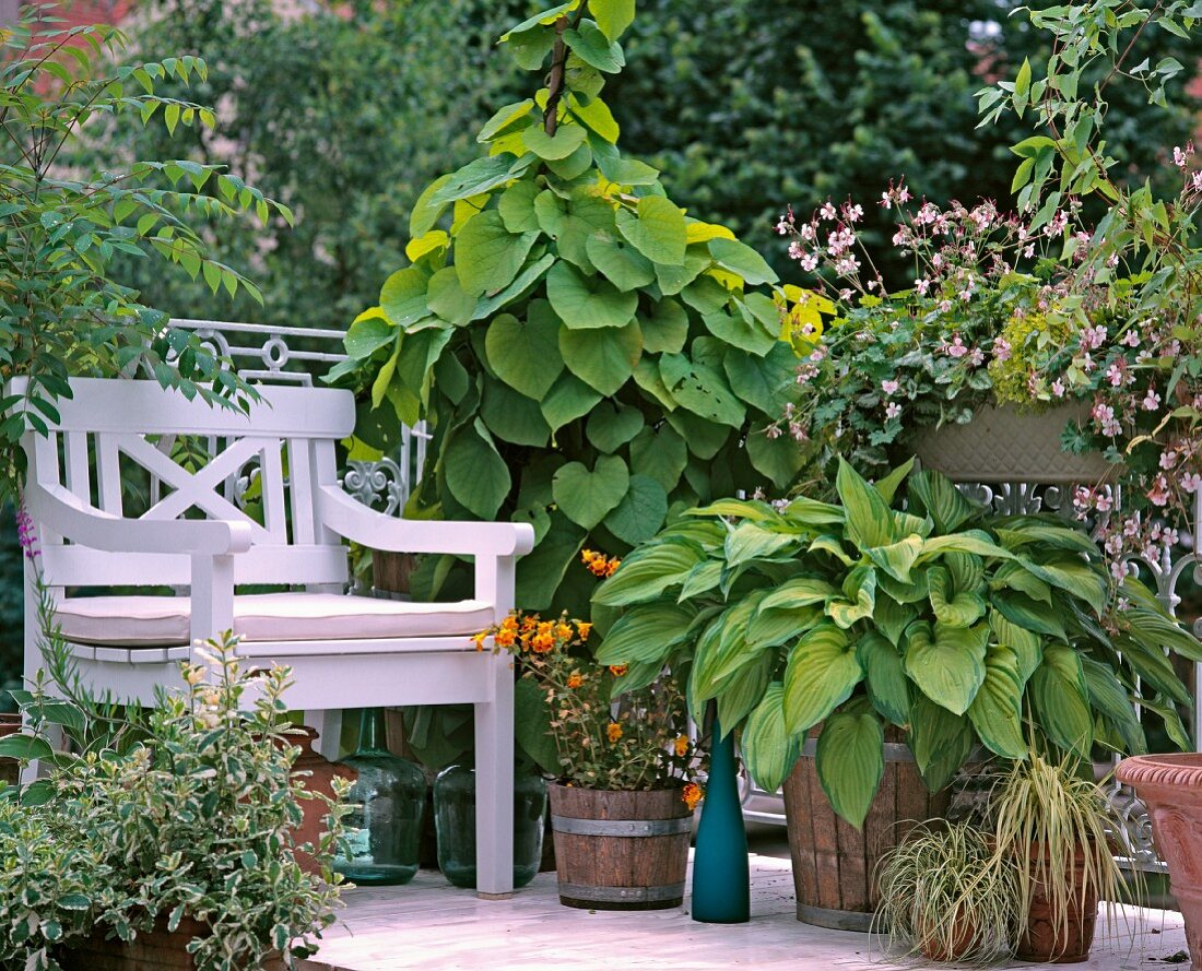 Flowering summer balcony with large pot of hostas