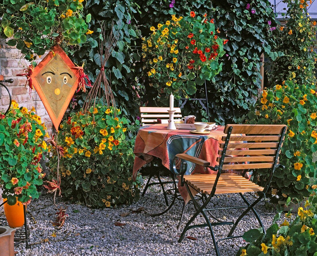 Flowering nasturtiums on garden terrace
