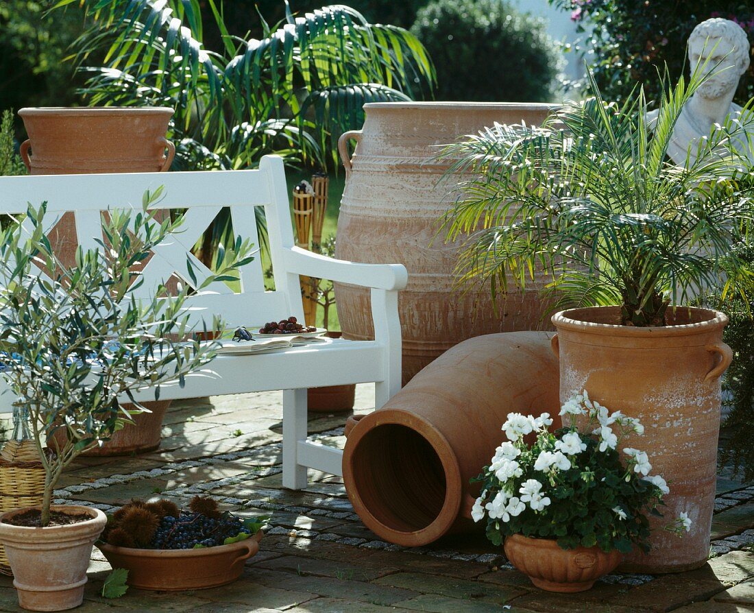Terracotta planters holding small olive tree, geraniums and date palm on sunny garden terrace